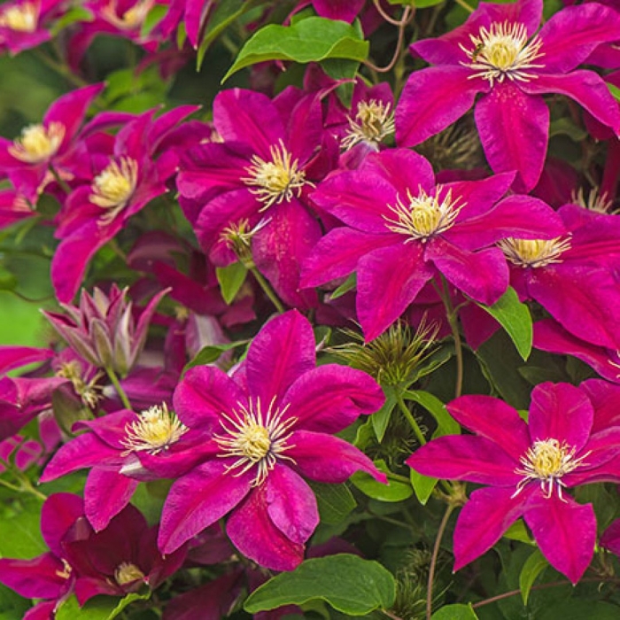 Клематис эрнест маркхем