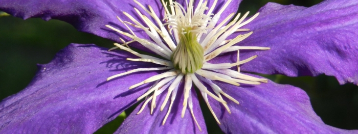 Фиолетовый клематис