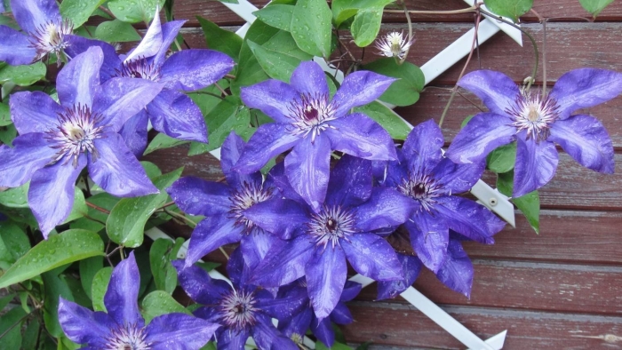 Клематис sinee plamia