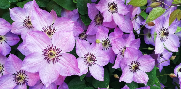 Клематис монинг скай