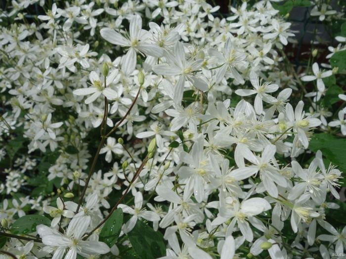 Клематис ломонос жгучий