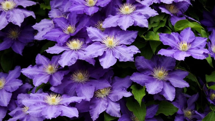 Клематис гибридный