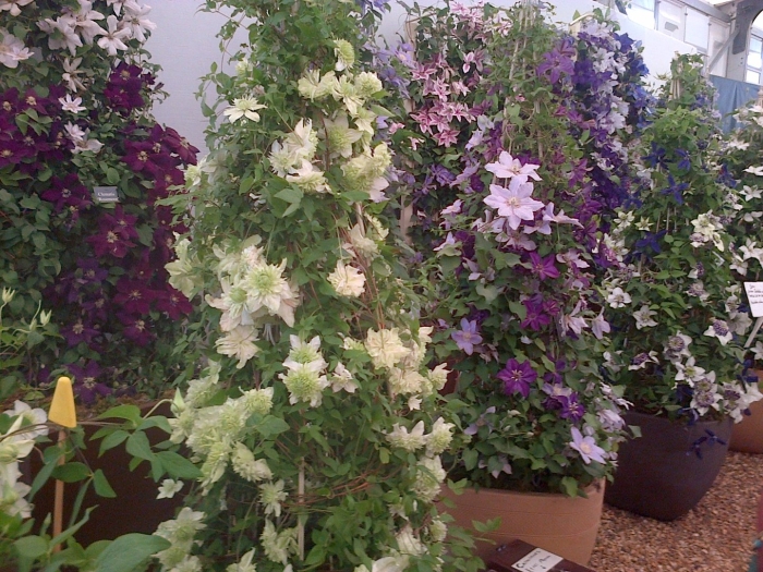 Клематис вадас примроуз