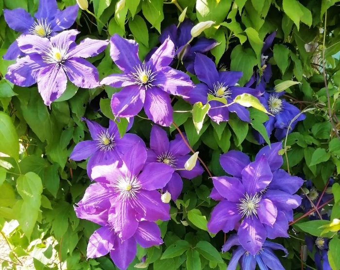 Клематис стефан франчак