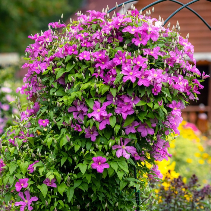 Клематис кассандра