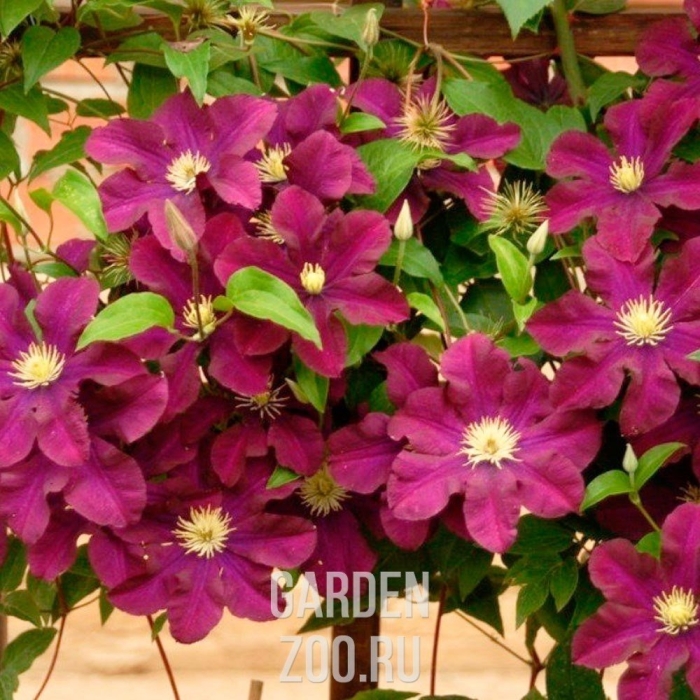 Клематис варшавска найк