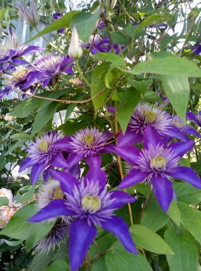 Клематис мульти блю