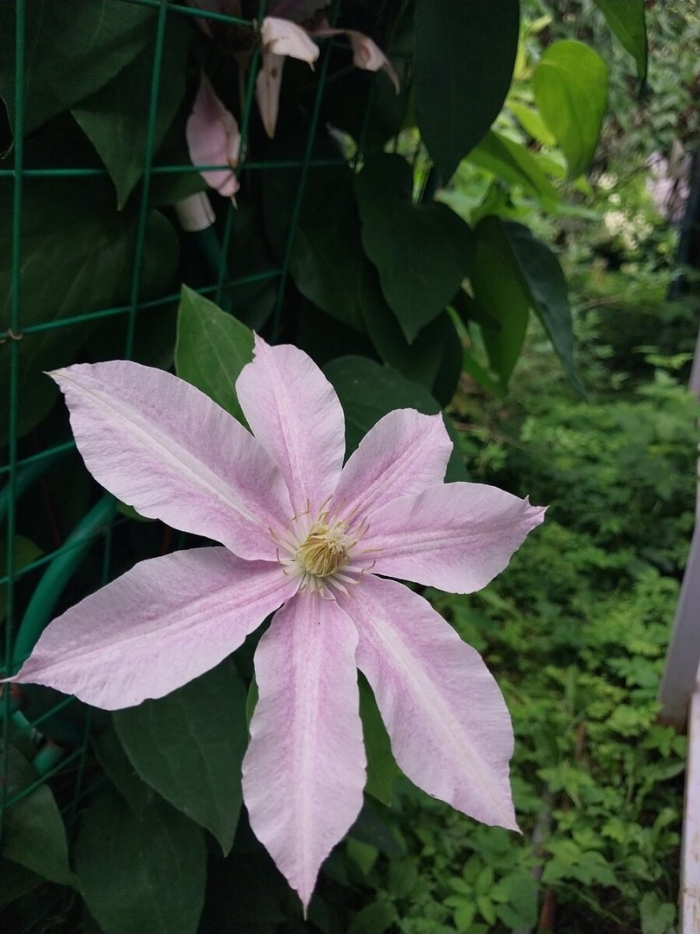 Клематис патрисия