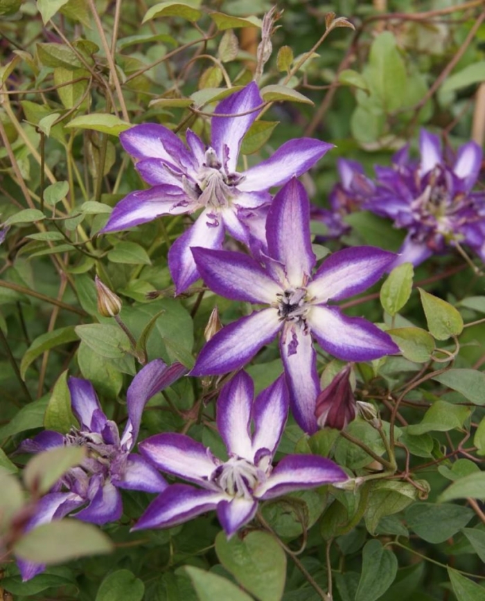 Клематис astra nova