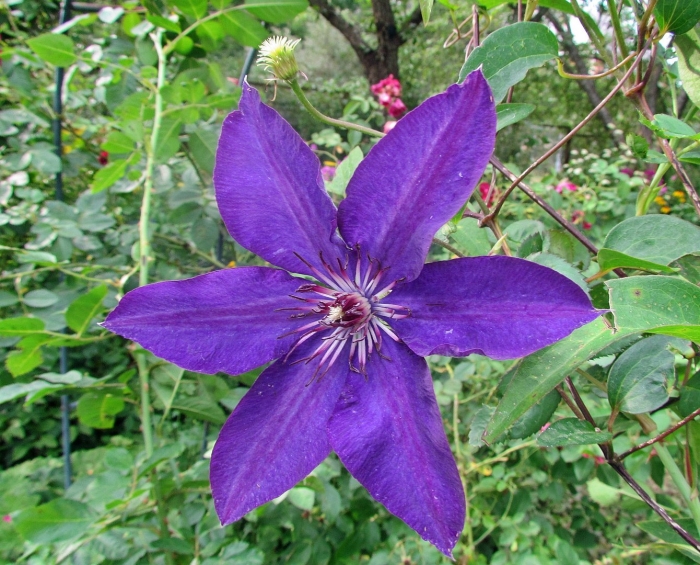 Клематис фиолетовый