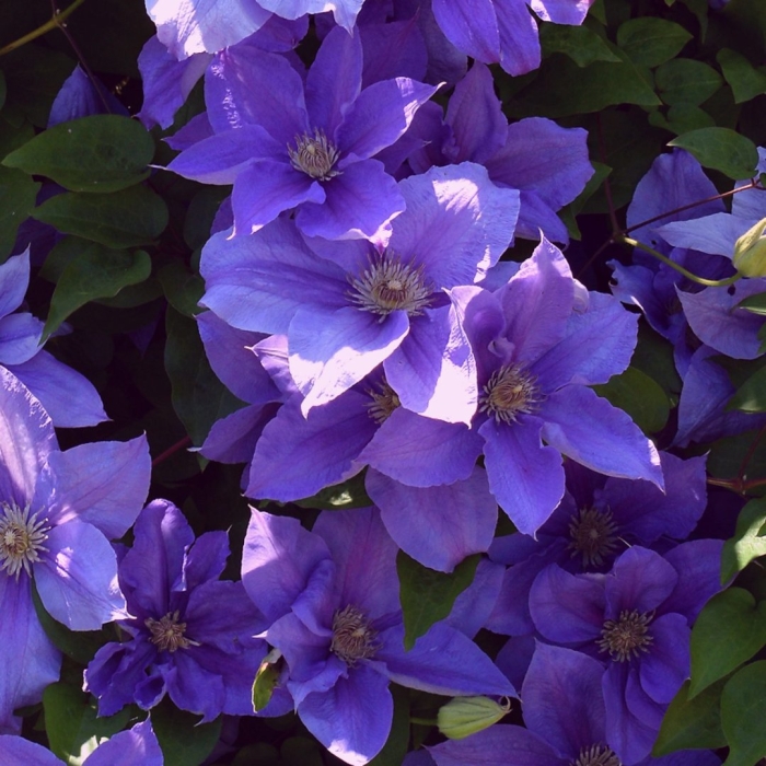 Клематис крупноцветковой