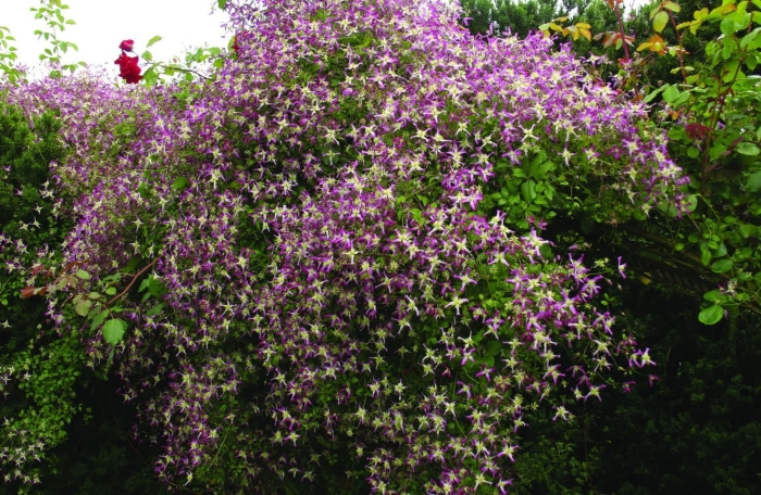 Клематис triternata rubromarginata