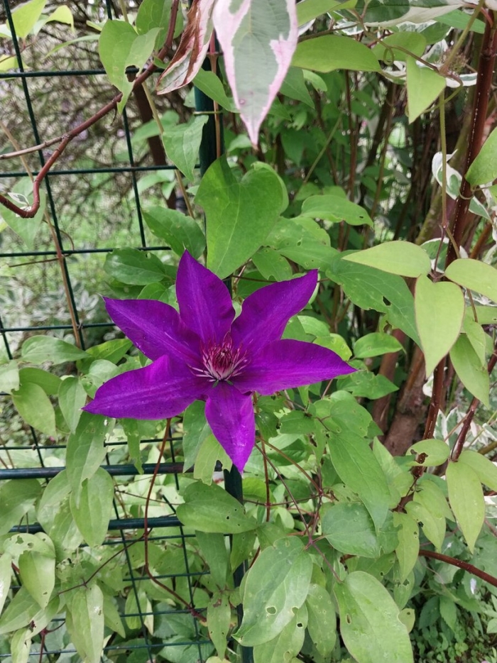 Клематис гибридный мазури