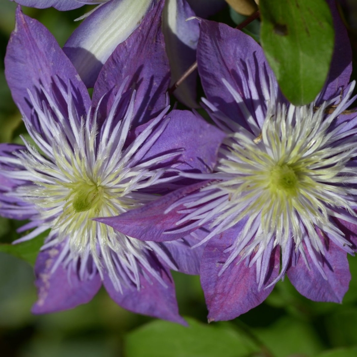 Клематис кристал фонтейн