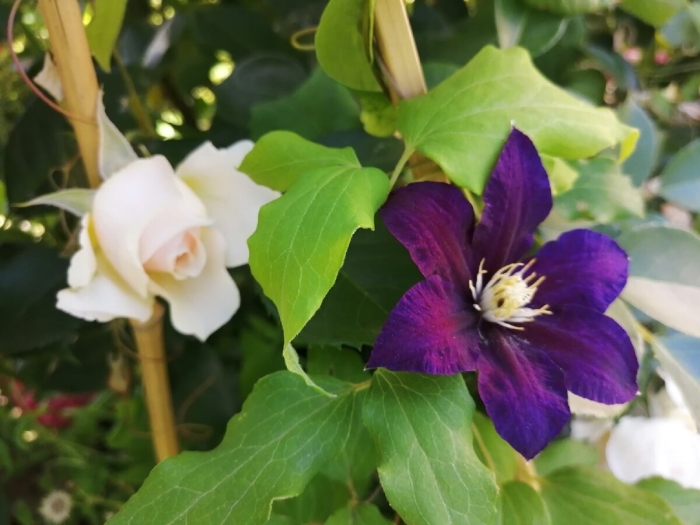 Клематис warszawska nike