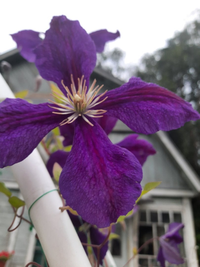 Жакмана клематис