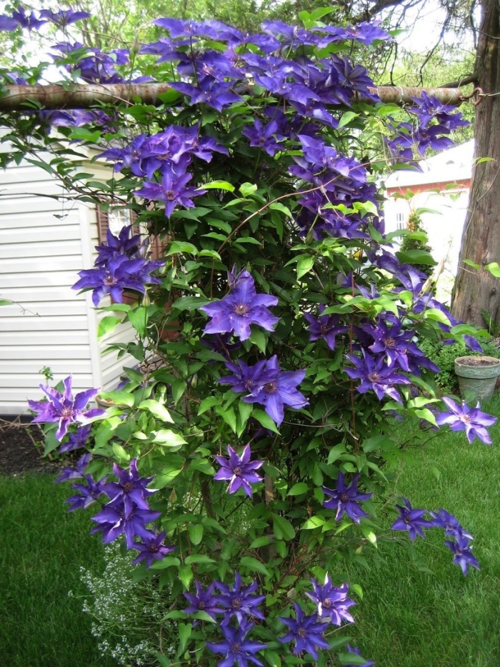 Клематис президент