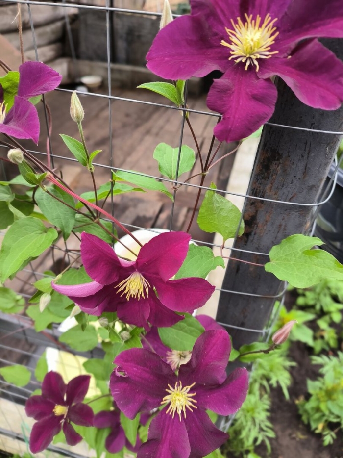 Клематис monte cassino