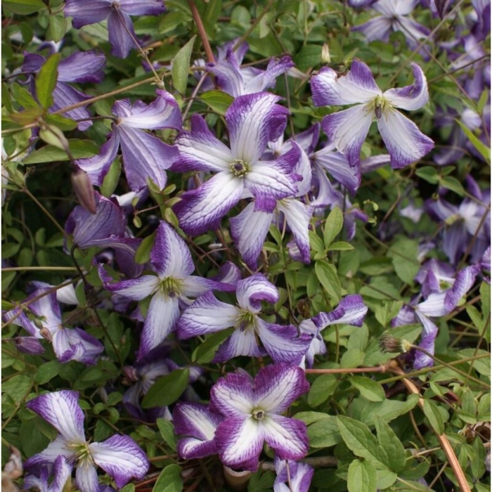 Клематис витицелла