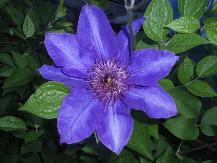 Клематис hania