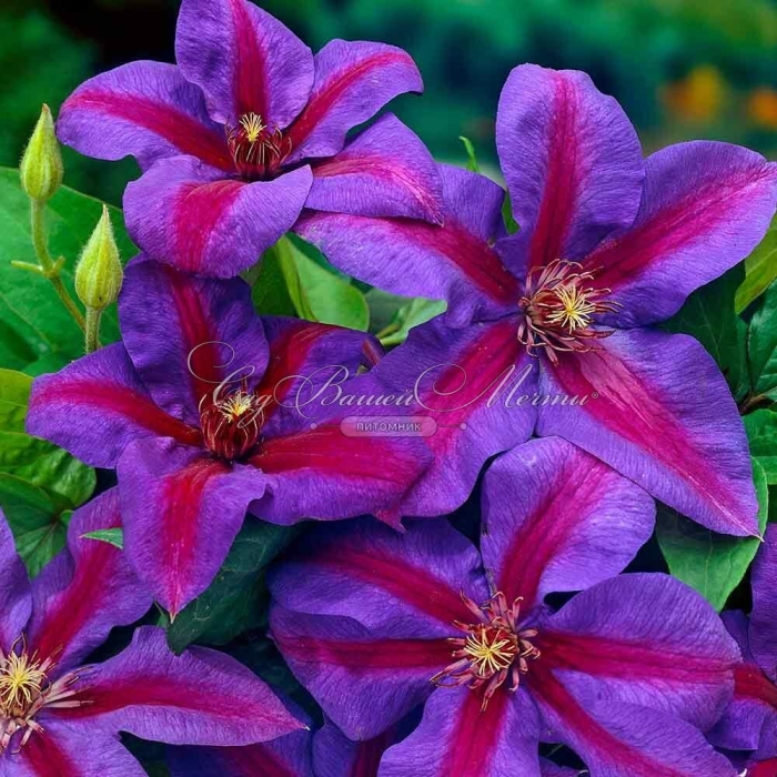 Клематис вайлдфаер