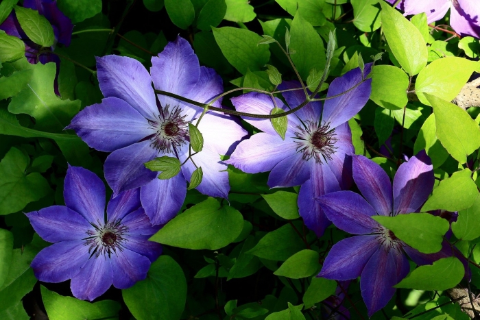 Цветок клематис