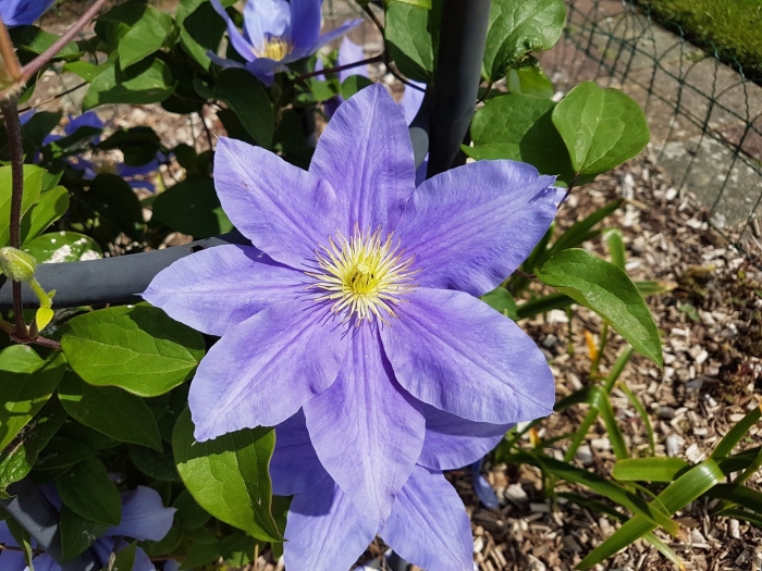 Клематис гибридный  h.f.young