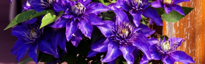 Клематис мульти блю