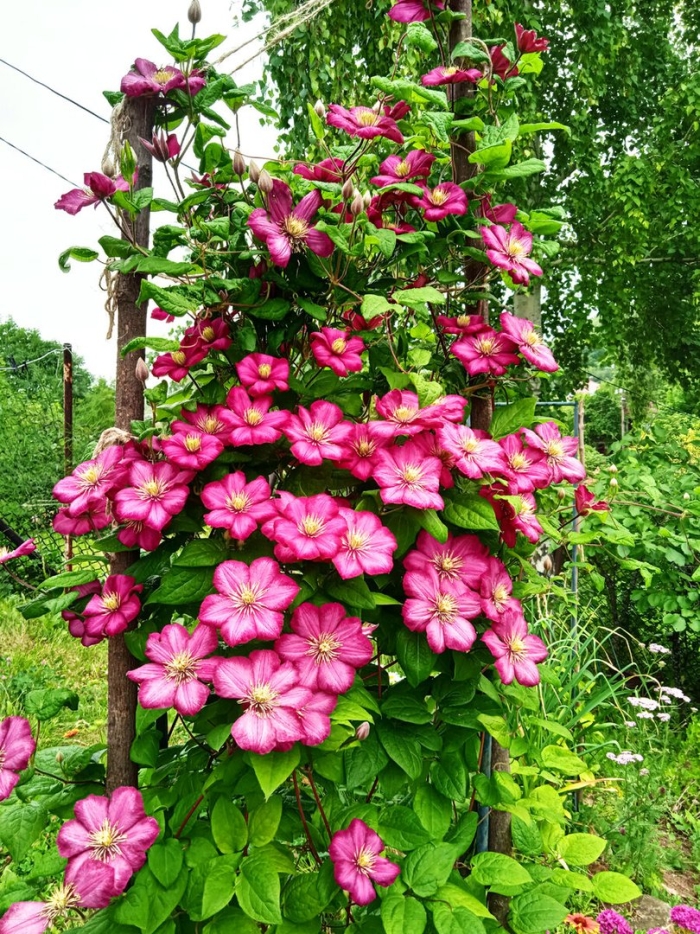 Клематис виль де леон