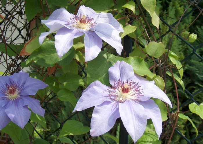 Клематис бирюзинка