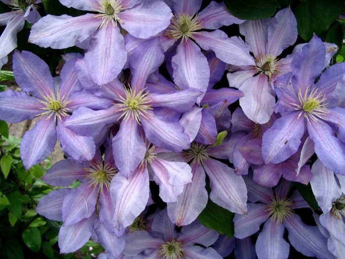 Клематис чолмондели