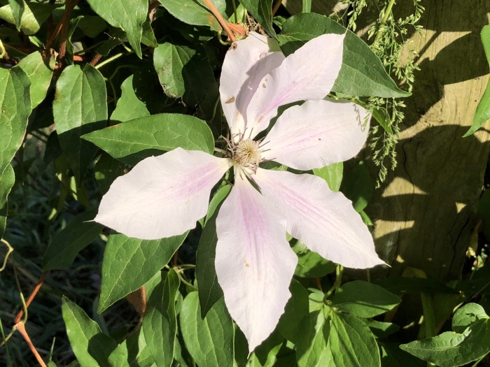 Клематис нина