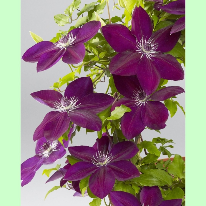 Клематис kosmiczeskaja melodija