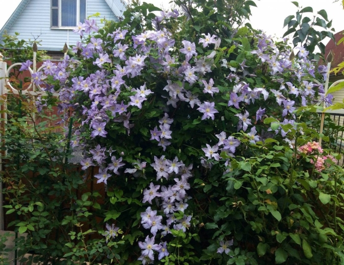 Клематис westerplatte