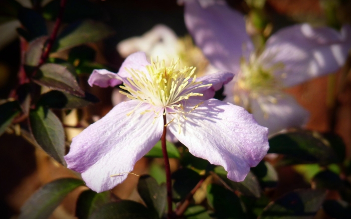 Клематис рубенс горный