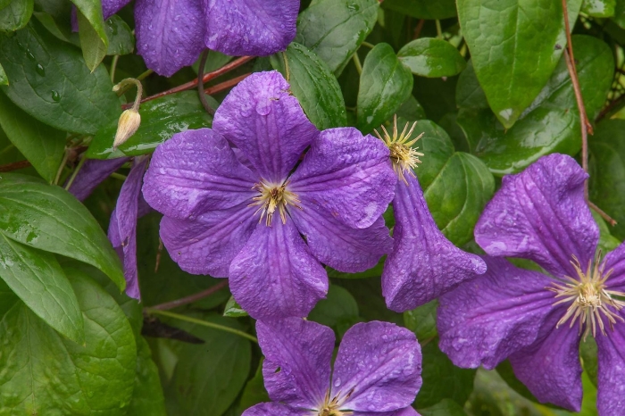 Клематис сорта