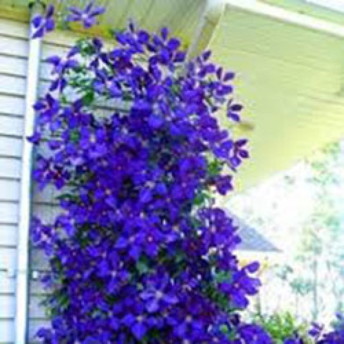 Клематис вьюнок