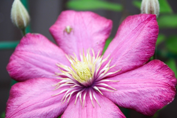 Клематис розовый