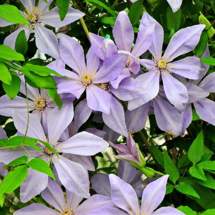 Клематис mrs cholmondeley