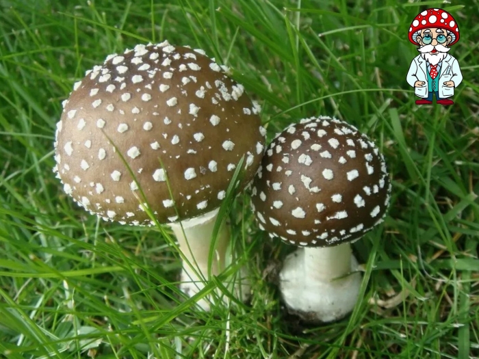 Мухомор пантерный