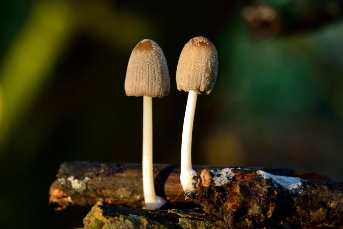 Гриб поганка