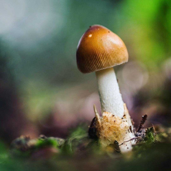 Amanita fulva гриб