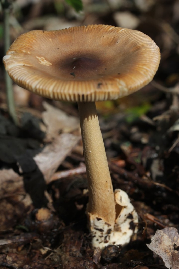 Amanita fulva