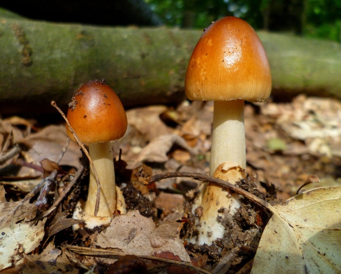 Поплавок шафранный