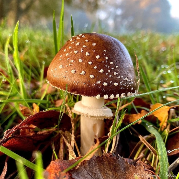 Мухомор пантерный гриб