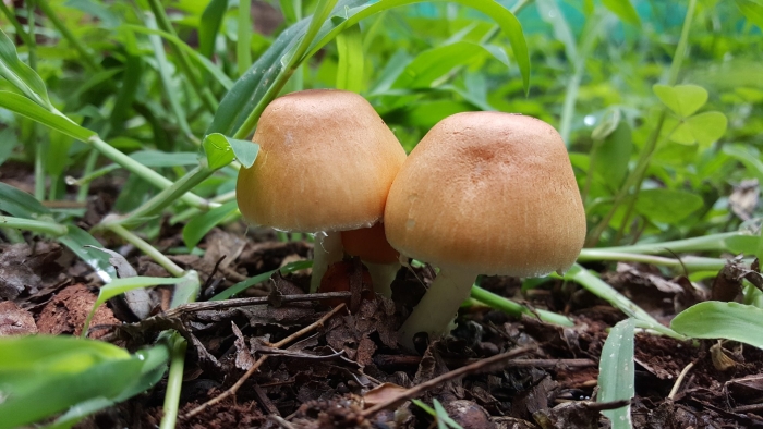 Опенок луговой marasmius oreades