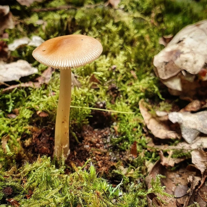 Поплавок желтеющий amanita flavescens