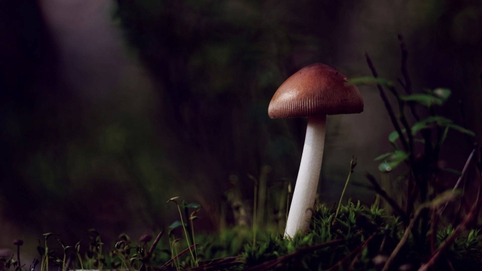 Бледная поганка