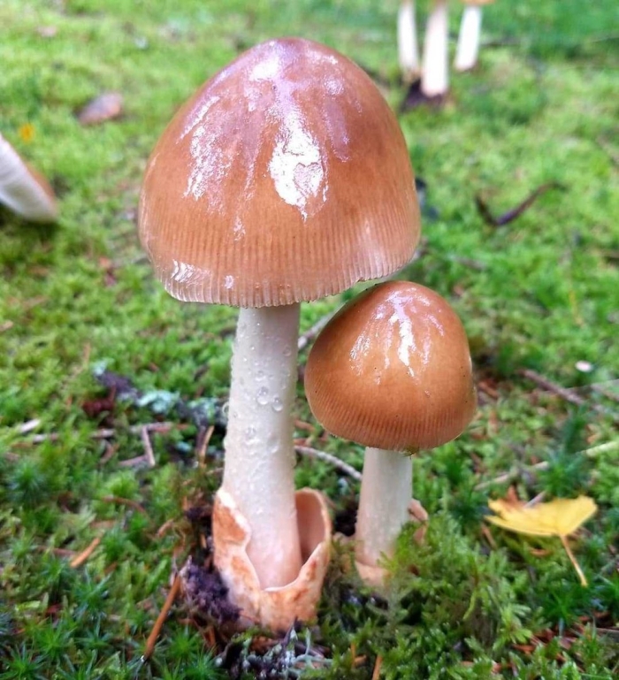 Гриб поплавок