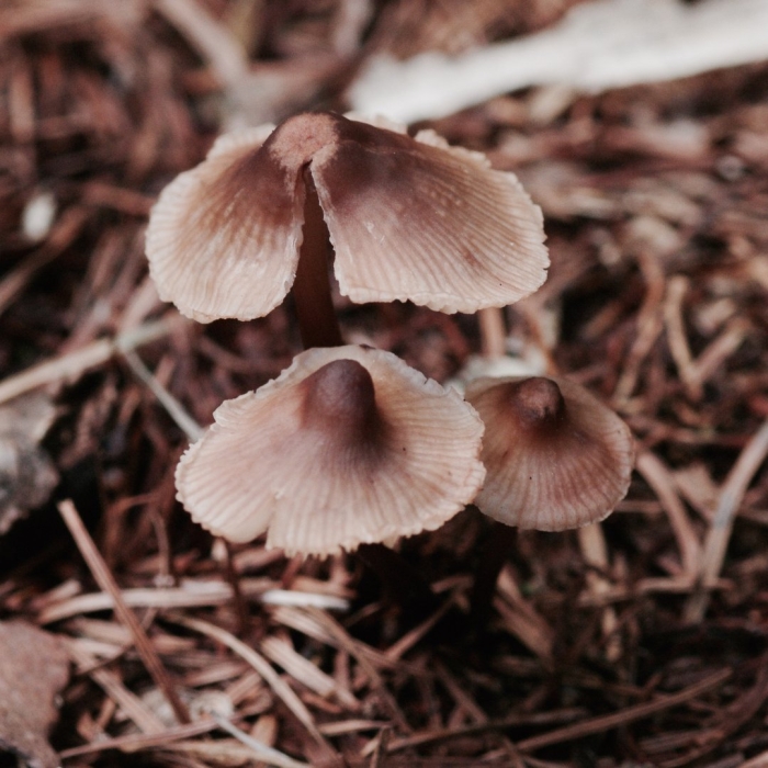 Mycena haematopus